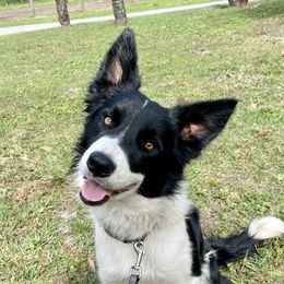 Cami - Border Collie