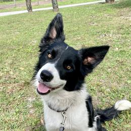 Cami - Border Collie