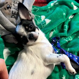 Susie - Chihuahua