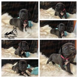 Cane Corso Puppies from Ruby Mountain Royalty