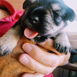 Miniature Schnauzer Puppies from Hall Miniature Schnauzers