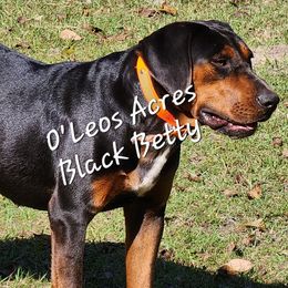 Black Betty - Catahoula Leopard Dog