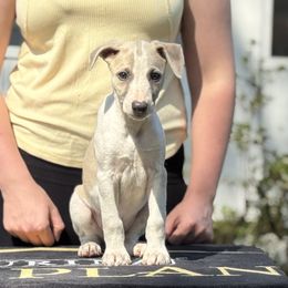 Male 3 - Blue fawn male Whippet puppy in Saratoga Springs, New York from Rosmoor Whippets