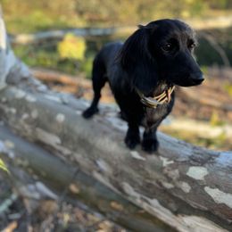 Piper - Black female Dachshund puppy in Appomattox, Virginia from Doxie Darlings VA