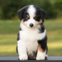 Flint (Toy) - Black tri male Miniature American Shepherd puppy in Palacios, Texas from Coastal’s Miniature American Shepherds