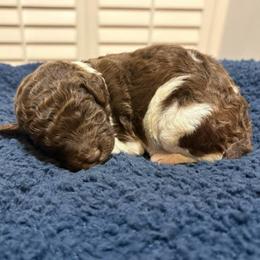 Rain - Parti female Poodle puppy in Spring, Texas from Sterling Star Doodles