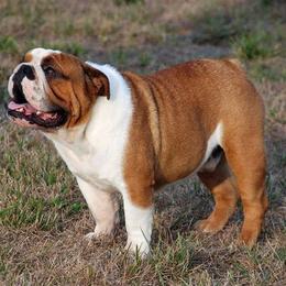 Bulldogs from North Ga Bulldogs