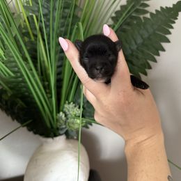 Hamilton (Ham) - Black and tan male Yorkshire Terrier puppy in Daleville, Indiana from Monarch Yorkshire Terriers