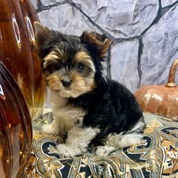Leland AKC - Black tan and white male Biewer Terrier puppy in Winston Salem, North Carolina from LaythStone