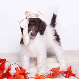 Celeste - Parti female Poodle puppy in Meadowbrook, California from Standard Poodle Pups
