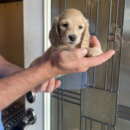 Dachshund Puppies from Loveland Doxies