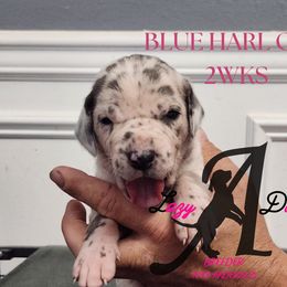 Girl 3 - Blue and white female Great Dane puppy in Longview, Texas from Lazy A Danes