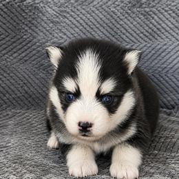 Finn - Black and white male Pomsky puppy in Grass Valley, California from Karalot Pomskies