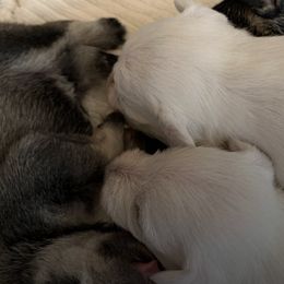 Miniature Schnauzers from Morningside Mini Schnauzers