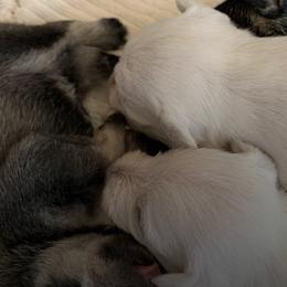 Miniature Schnauzers from Morningside Mini Schnauzers