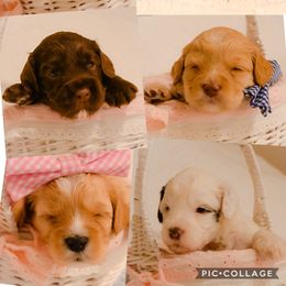 Australian Labradoodle Puppies from Strawberry Fields Labradoodles