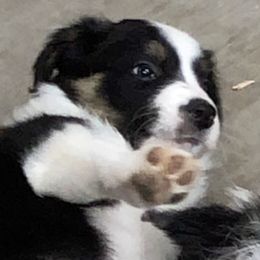 Border Collie Puppies from Burke BC’s