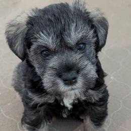 Emily - Salt and pepper female Miniature Schnauzer puppy in Ferndale, Washington from Blackhorse Schnauzers Washington state