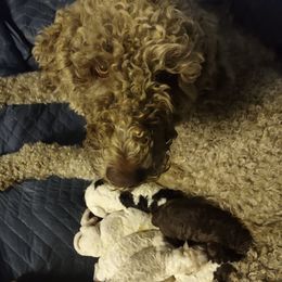 BB - Sheepadoodle