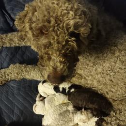 BB - Sheepadoodle