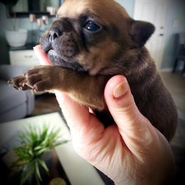 French Bulldog Puppies from Kelly's Fabulous Frenchies