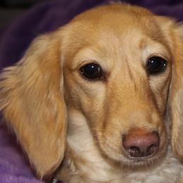 Emmy - Dachshund