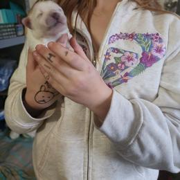 Belle - White female American Eskimo Dog puppy in Grants Pass, Oregon from SnH Eskies
