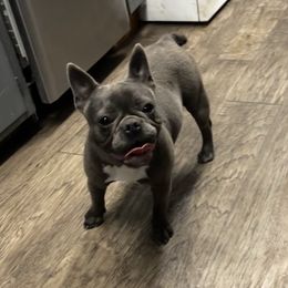 Ziggy - French Bulldog