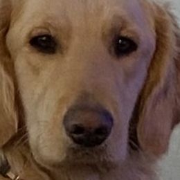 Golden Retrievers and Labrador Retrievers from North Coast Retrievers