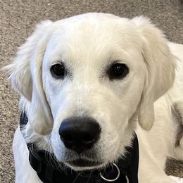 Hana - Golden Retriever