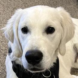 Hana - Golden Retriever