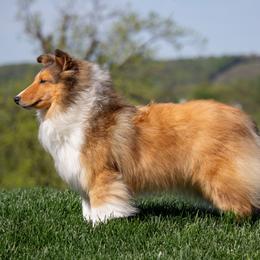 Sprint - Shetland Sheepdog