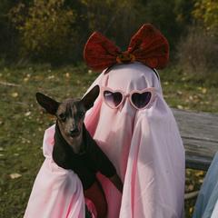 Binx - Xoloitzcuintli