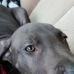 Great Dane Puppies from Dynamic Danes