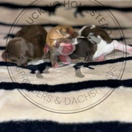 Coyote - Cream male Dachshund puppy in Fond Du Lac, Wisconsin from Clucking Homestead Springers & Dachshunds