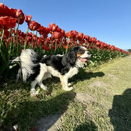 Larry - Cavalier King Charles Spaniel