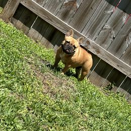 Chanel - French Bulldog