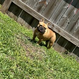 Chanel - French Bulldog
