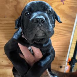 Lavender - Black female Cane Corso puppy in Paris, Texas from Knucklehead Cane Corso