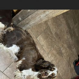Jessie - English Springer Spaniel