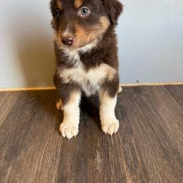 Red boy - Red tri-color male Australian Shepherd puppy in Wittmann, Arizona from Wranglin Farms