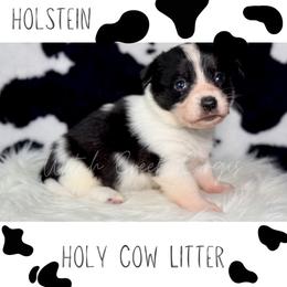 Holstein - Black and white male American Corgi puppy in Greenwood, Indiana from Witch Creek Corgis