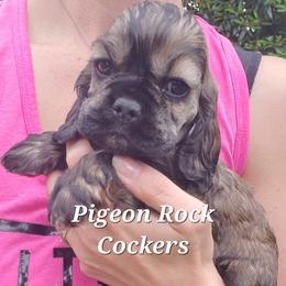 Pigeon Rock Cocker's Blue Collar - Sable male Cocker Spaniel puppy in Calhoun, Georgia from Pigeon Rock Cockers