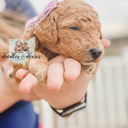 Dachshund, Goldendoodle, and Sheepadoodle Puppies from Doodles & Doxies