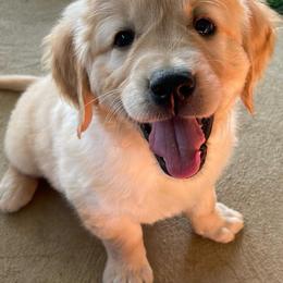 Golden Retriever Puppies from Millport Golden Retriever