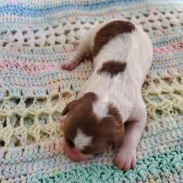 Balthazar - Fawn and white male Sheepadoodle puppy in Bellevue, Iowa from Vivere Farm LLC