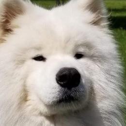 Samoyeds from Diane Garcia's Samoyeds