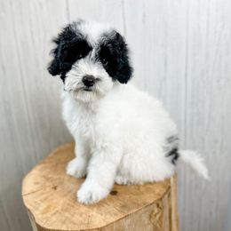 'Penne' - Black and white female Assorted Doodle Crosses puppy in Arlington, Washington from Doodle Love Laugh