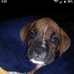 Boxer Puppies from Whynot Blue Ridge Mountain Boxer's