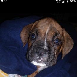 Boxer Puppies from Whynot Blue Ridge Mountain Boxer's